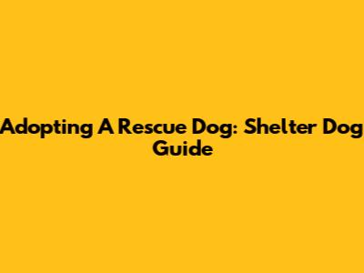 Adopting A Rescue Dog: Shelter Dog Guide
