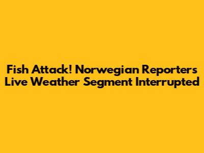 Fish Attack! Norwegian Reporter's Live Weather Segment Interrupted