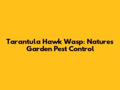 Tarantula Hawk Wasp: Nature's Garden Pest Control