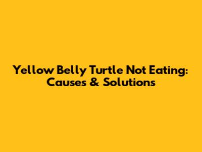Yellow Belly Turtle Not Eating: Causes & Solutions